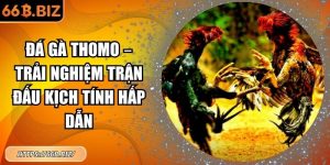 đá gà Thomo
