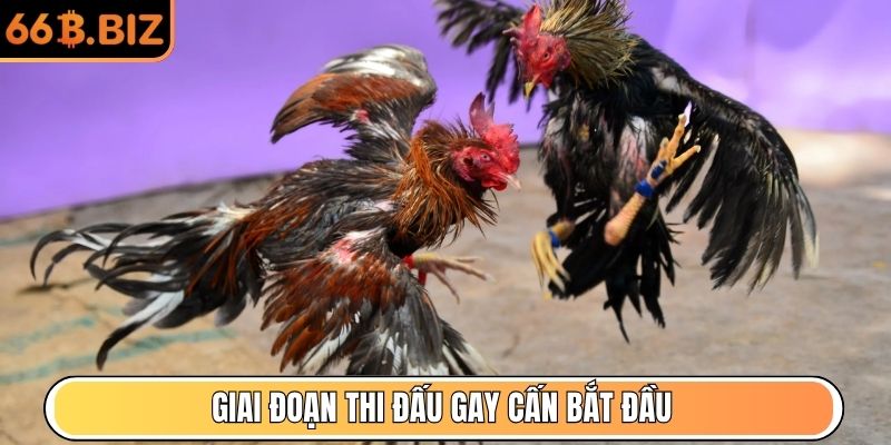 Giai đoạn thi đấu gay cấn bắt đầu