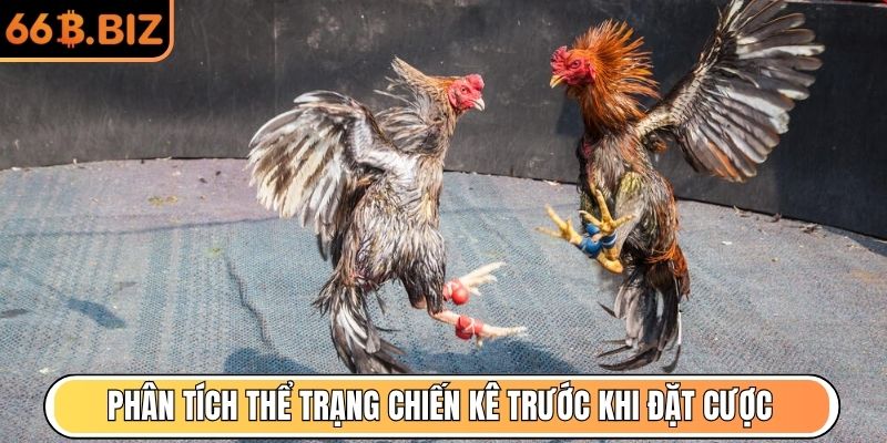 Phân tích thể trạng chiến kê trước khi đặt cược
