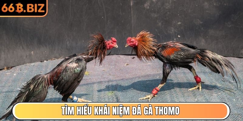 Tìm hiểu khái niệm đá gà Thomo