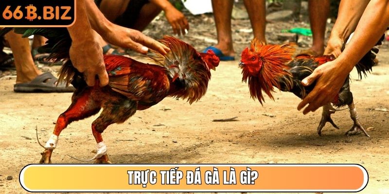 Trực tiếp đá gà là gì?